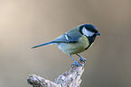 Great tit sits on branch