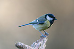 Great tit sits on branch