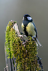 Great tit sits on branch