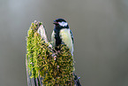 Great tit sits on branch