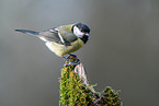 Great tit sits on branch