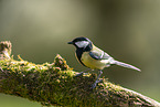 Great tit sits on branch