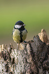 Great tit