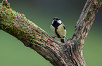 Great tit sits on branch