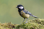 Great tit