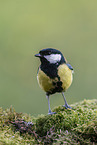 Great tit