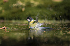 Great Titmouse in the water