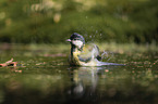 Great Titmouse in the water