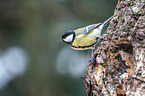 great tit