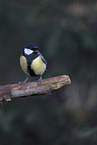 great tit