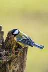 great tit