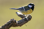 great tit