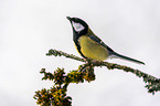 great tit