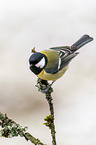 great tit