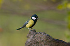 great tit