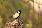 great tit