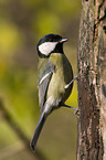 great tit