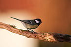 great tit