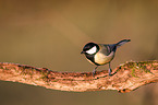 great tit