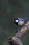 great tit