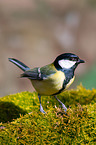 great tit