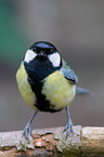 great tit