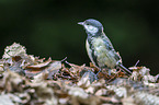 great tit