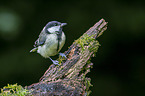 great tit