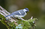 great tit