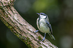 great tit