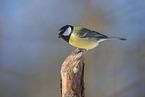 great tit