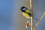 great tit