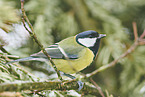 great tit