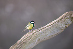 great tit