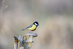 great tit