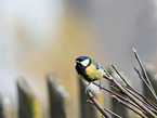 great tit