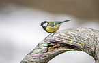 great tit