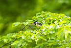 great tit