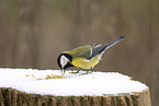 black tit