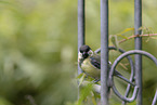 great tit