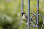 great tit