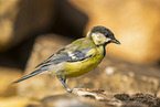 great tit