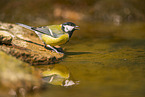 great tit