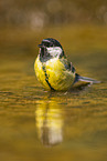 great tit