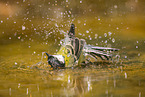 great tit