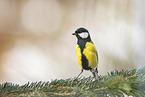 great tit