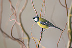 great tit