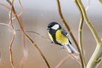 great tit