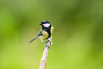 great tit