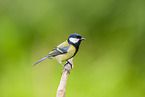 great tit